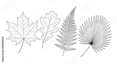 Four different types of leaves including maple oak fern and dandelion