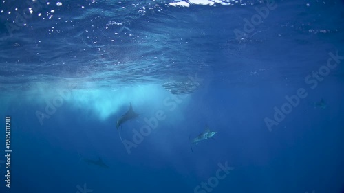 Striped marlins are hunting a small sardines. One of the fastest fish in the ocean. Fish with the long sword on their head.