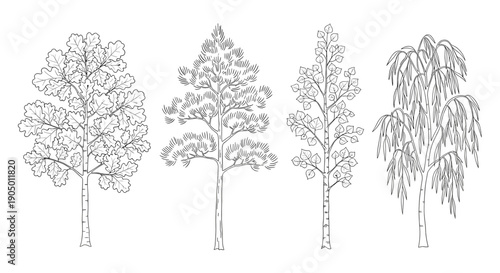 Four different types of trees with unique leaf patterns and branches