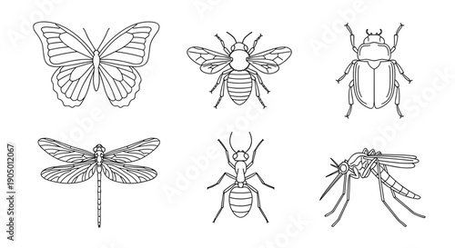 A set of six different insect line drawings on including butterfly, bee, beetle, dragonfly, ant, and cricket