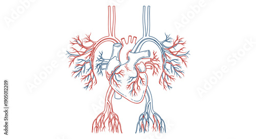 Detailed illustration of human heart with arteries and veins in red and blue
