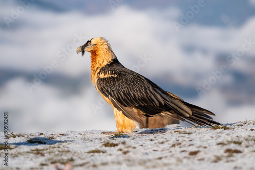 Bearded vulture on the summits of the Spanish Pyrenees