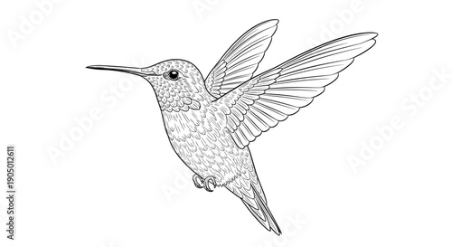A detailed illustration of a hummingbird in flight with outstretched wings