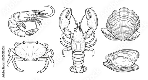A set of various seafood illustrations including shrimp, crab, lobster, and shellfish