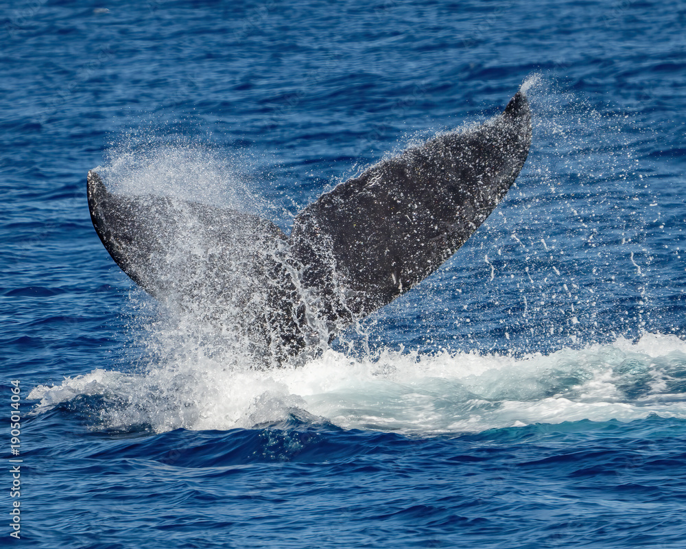 Fototapeta premium Humpback Whale activity off Maui Hawaii