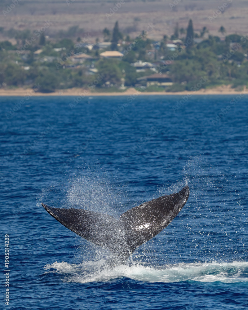 Naklejka premium Humpback Whale activity off Maui Hawaii