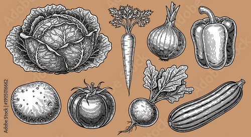 Assorted vegetables and fruits illustration featuring cabbage, carrot, onion, pepper, potato, tomato, turnip, leaves, and cucumber in a detailed drawing from a direct viewpoint