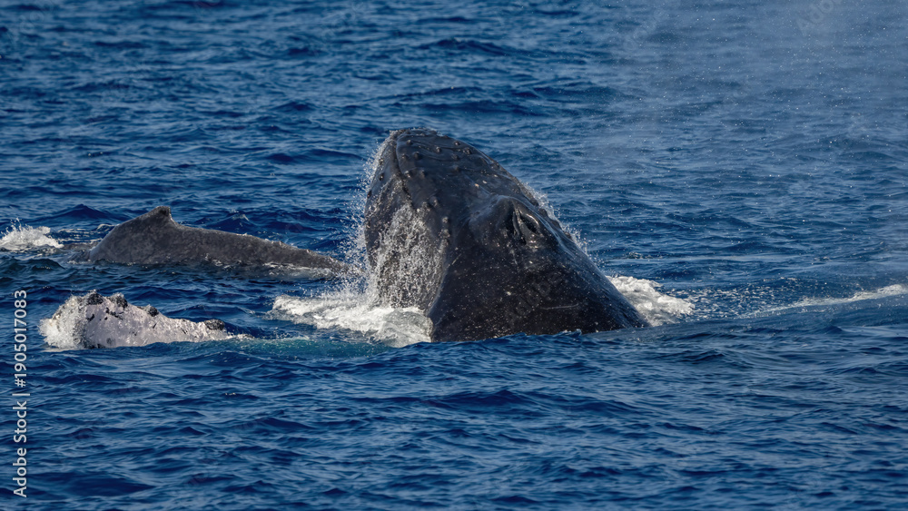 Fototapeta premium Humpback Whale activity off Maui Hawaii