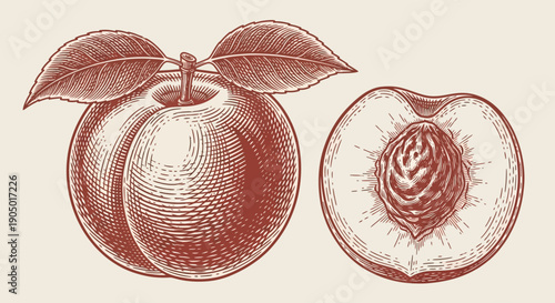 Detailed vector illustration of a whole peach with leaves and a halved peach showing the pit, showcasing texture and detail
