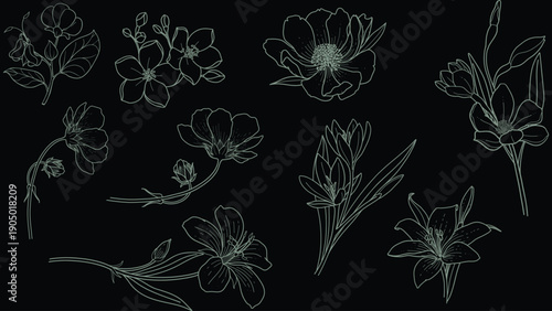 Botanical wildflower hand drawn vector set