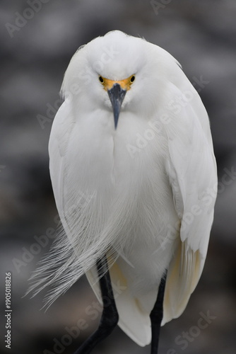 Snowy Egret (Egretta thula) in Jetty Park at Port Canaveral | Florida
