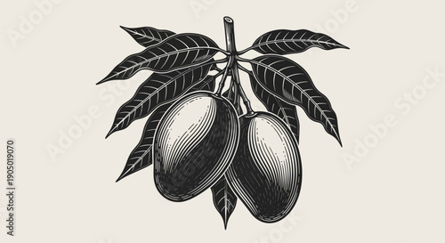 Detailed illustration of mangoes hanging from a branch with leaves, showcasing a close-up view of the fruit and foliage