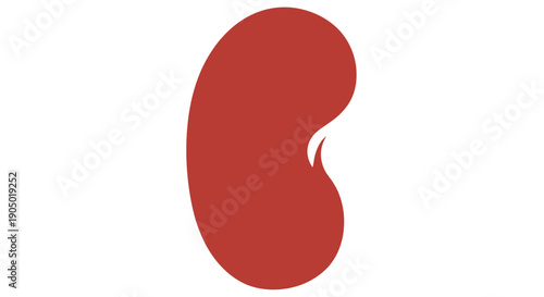 Red kidney illustration viewed from the front showcasing its distinctive shape and anatomy in a simple graphic representation
