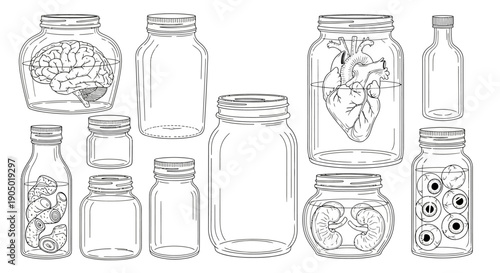 Collection of empty and anatomy-illustrated jars displayed together in a grid arrangement