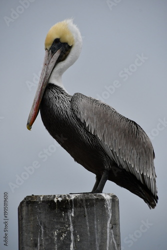 Brown Pelican (Pelecanus occidentalis) in Jetty Park at Port Canaveral | Florida
