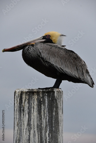 Brown Pelican (Pelecanus occidentalis) in Jetty Park at Port Canaveral | Florida
