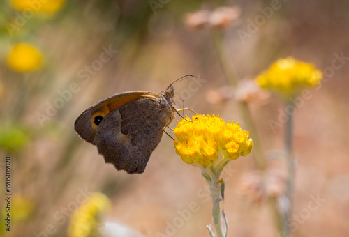 The meadow brown (Maniola j...