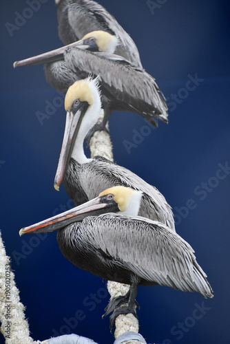 Brown Pelican (Pelecanus occidentalis) in Jetty Park at Port Canaveral | Florida
