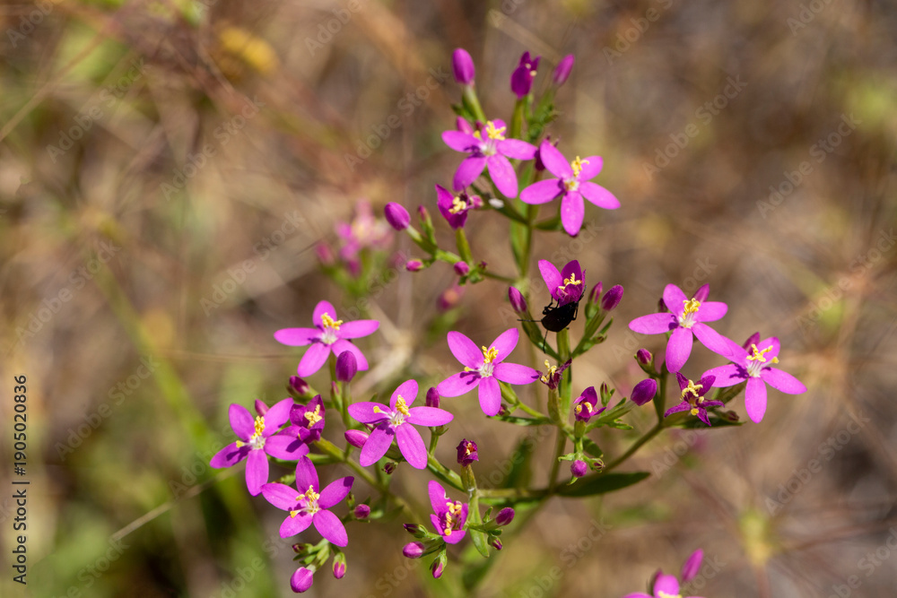 Obraz premium Wild plant, scientific name; Centaurium erythraea