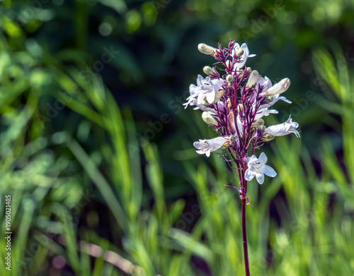 Foxglove beard-tongue or Penstemon digitalis Husker Red. Called Talus slope penstemon and White beardtongue also