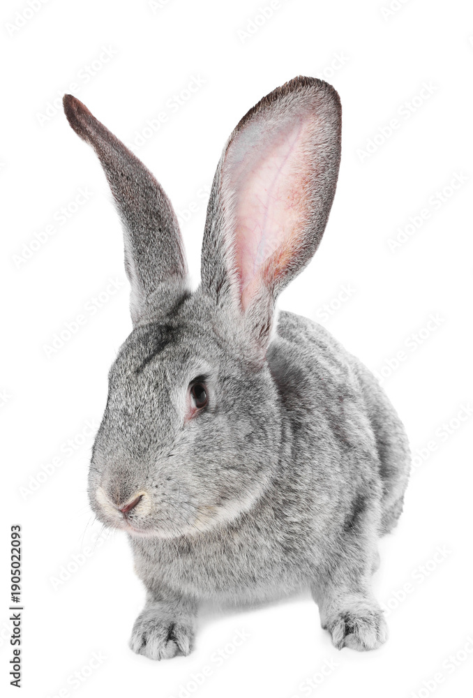 Obraz premium Cute fluffy Easter bunny isolated on white