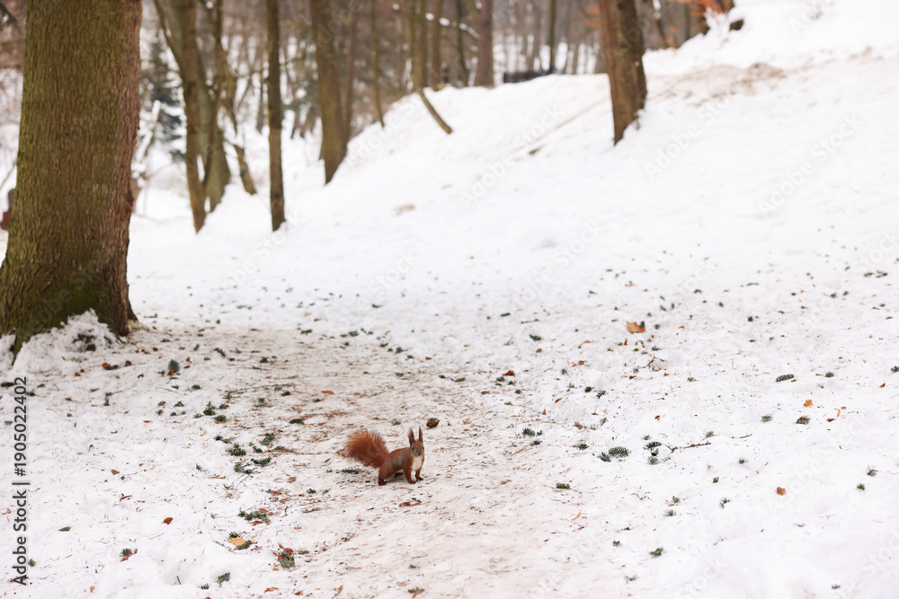 Naklejka premium Cute red squirrel on snow in winter park
