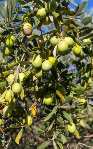 Fresh green olives on the o...