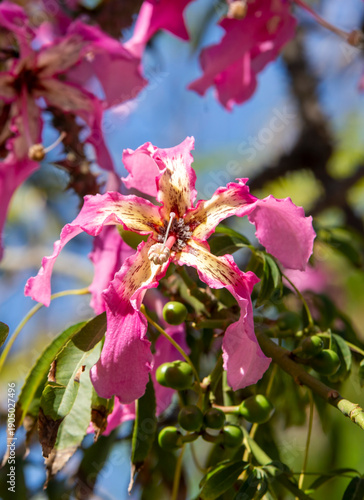 Pink flowers of Ceiba speci...