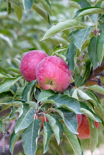 Fresh organic apples on app...
