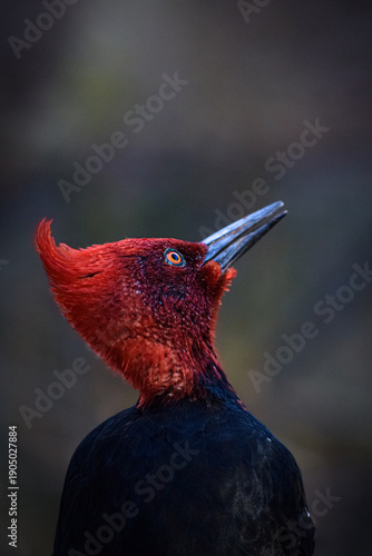 Foto Colse-up portrait of a male Magellanic Giant Woodpecker (Campephilus magellanicu