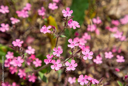 Rock soapwort or tumbling T...