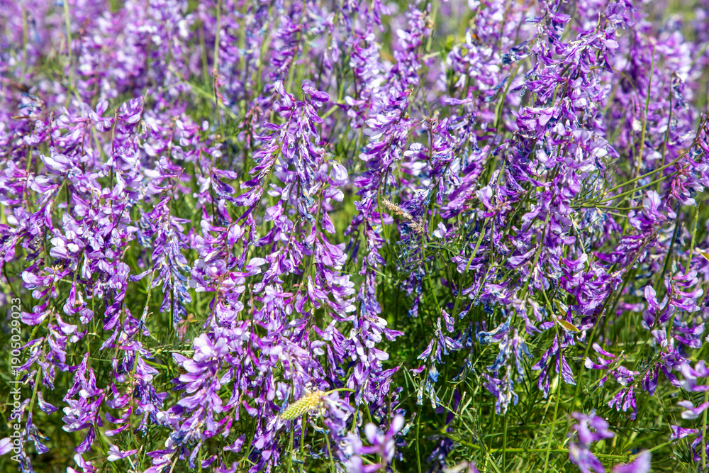 Fototapeta premium Wild flower, scientific name; Vicia villosa or Vicia dasycarpa