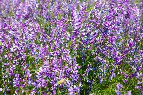 Wild flower, scientific name; Vicia villosa or Vicia dasycarpa