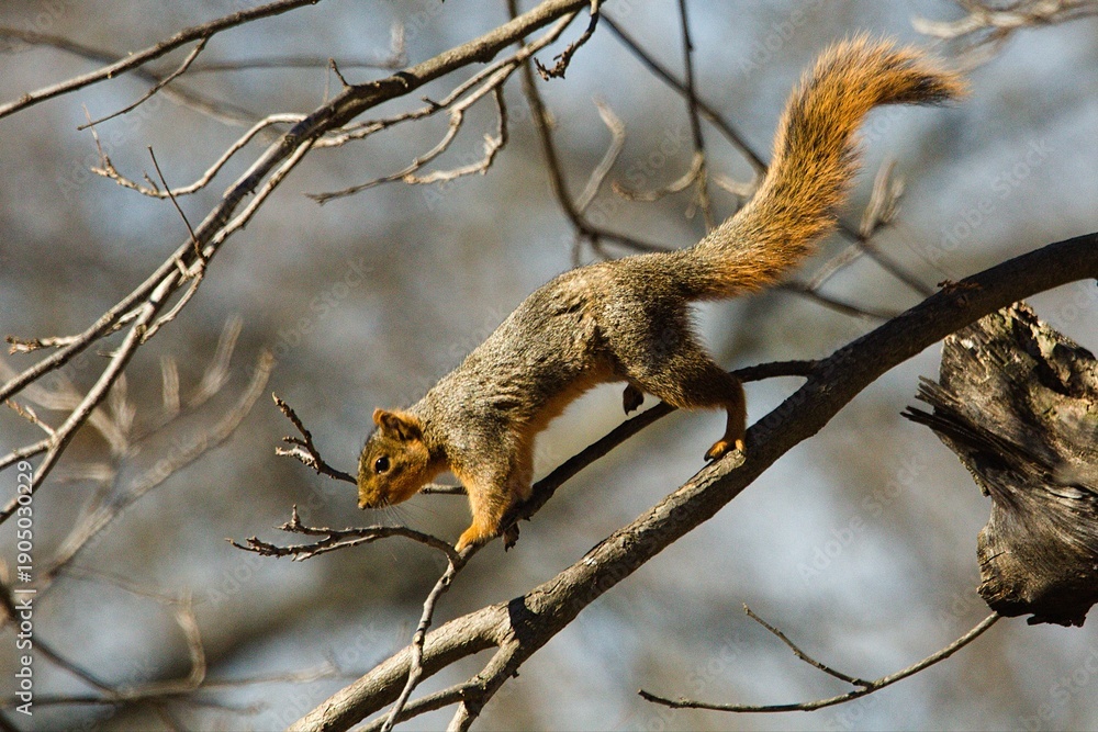Obraz premium squirrel in a tree