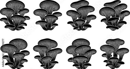 Black oyster mushroom engraved illustration set, vintage style fungi collection isolated on white background for organic food branding