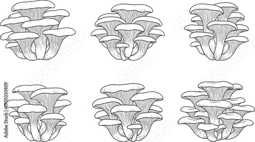 Hand drawn oyster mushroom illustration set, detailed black and white botanical line art collection isolated on white background