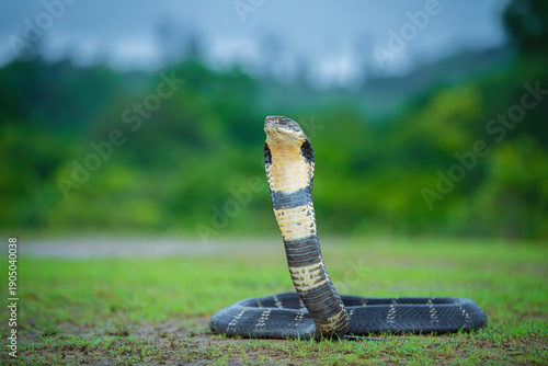 King Cobra Highly Deadly Venomous snake of India