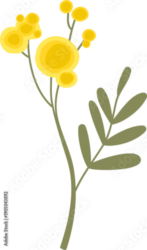 Mimosa Branch Botanical Cartoon