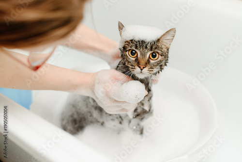 smoky cat washing in white bath by veterinarian or groomer with sponge with foam and water