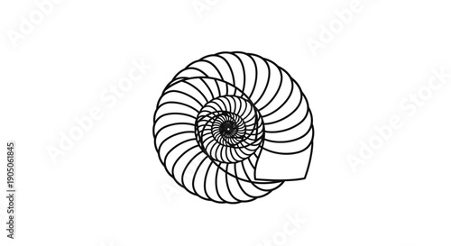 Black and white stylized illustration of a nautilus shell with spiral pattern.