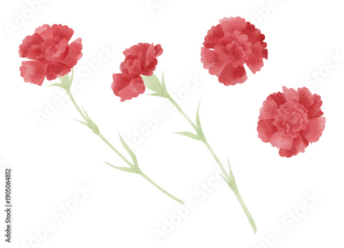 Red Carnation Set – Flower Heads and Stemmed Flowers – Watercolor Illustration – Transparent Background