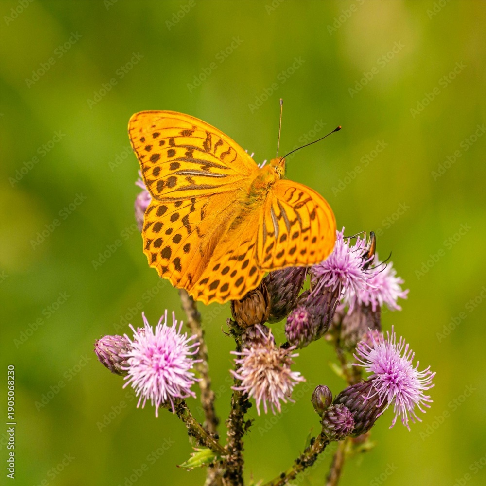 Obraz premium butterfly on flower