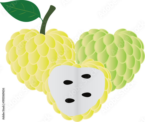 Fresh tropical sugar apple fruit botanical clipart suitable for organic food labels and healthy lifestyle concepts.
