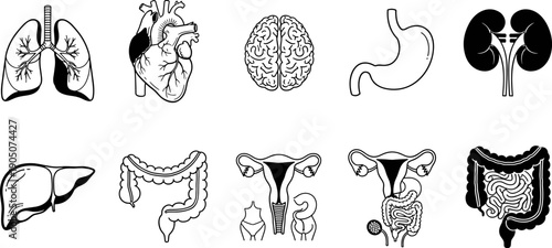 Human internal organs illustration set featuring heart, lungs, brain, stomach, kidneys, liver, intestines and reproductive system, medical anatomy drawings isolated on white background