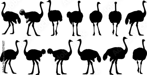 Ostrich Silhouette Set Collection in Multiple Poses, Black Animal Wildlife Icons Isolated on White Background for Design, Logo, Illustration, and Branding Use