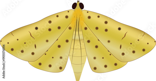 Vector illustration of an adult durian fruit borer, isolated for use in agricultural studies and pest control concepts.