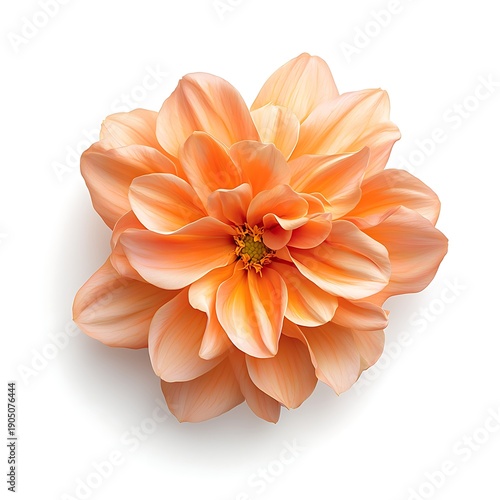 Stunning Close-Up of Soft Peach Flower with Delicate Petals on a Clean White Background