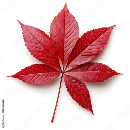 Vibrant Red Leaf Isolated on White Background Showcasing Beautiful Natural Texture and Detail