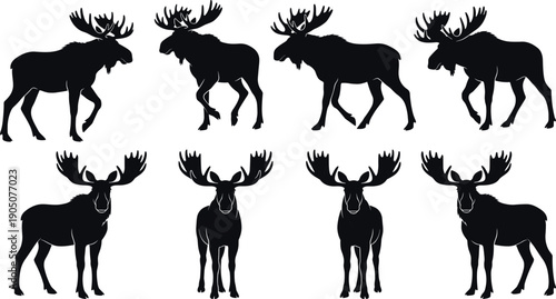 Set of moose silhouettes in different poses, standing walking and front view wild animal clipart isolated on white background, wildlife design elements for logo and print