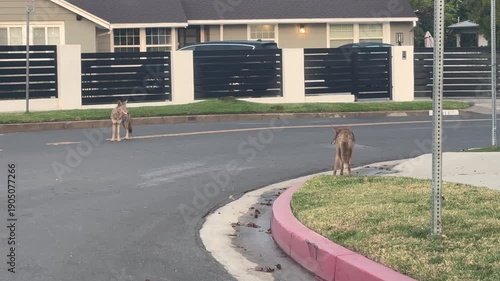 A couple of coyotes on a prowl in Los Angeles suburb at sunrise, Southern California